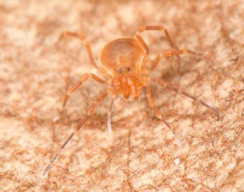 Media type: image;   Invertebrate Zoology 136540